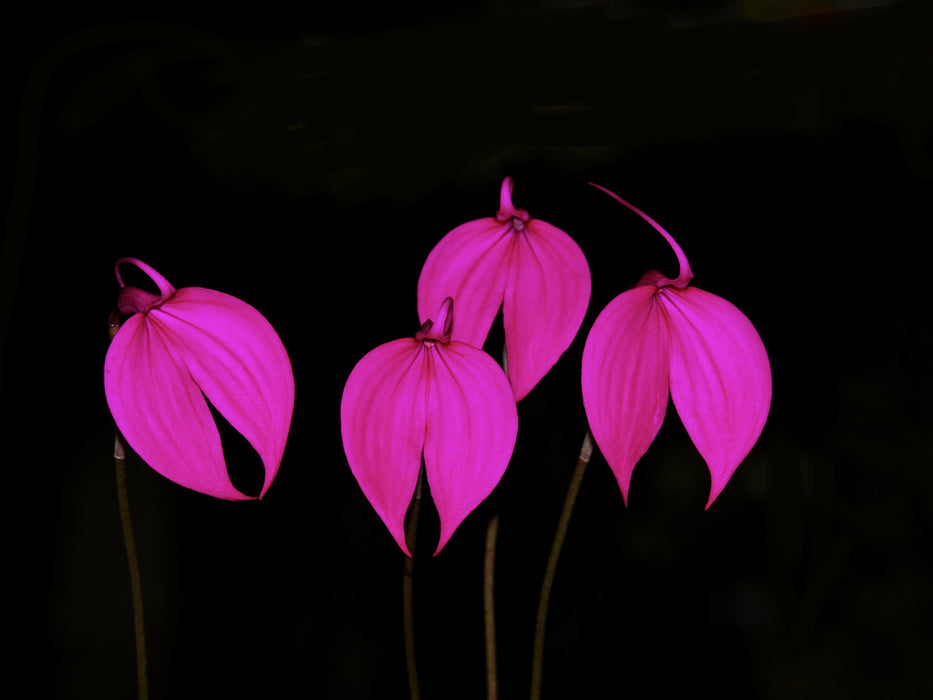 Masdevallia coccinea