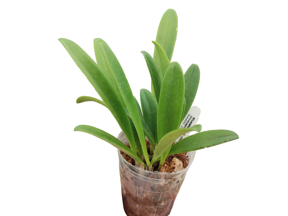 Masdevallia tovarensis