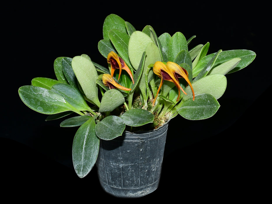 Masdevallia arangoi