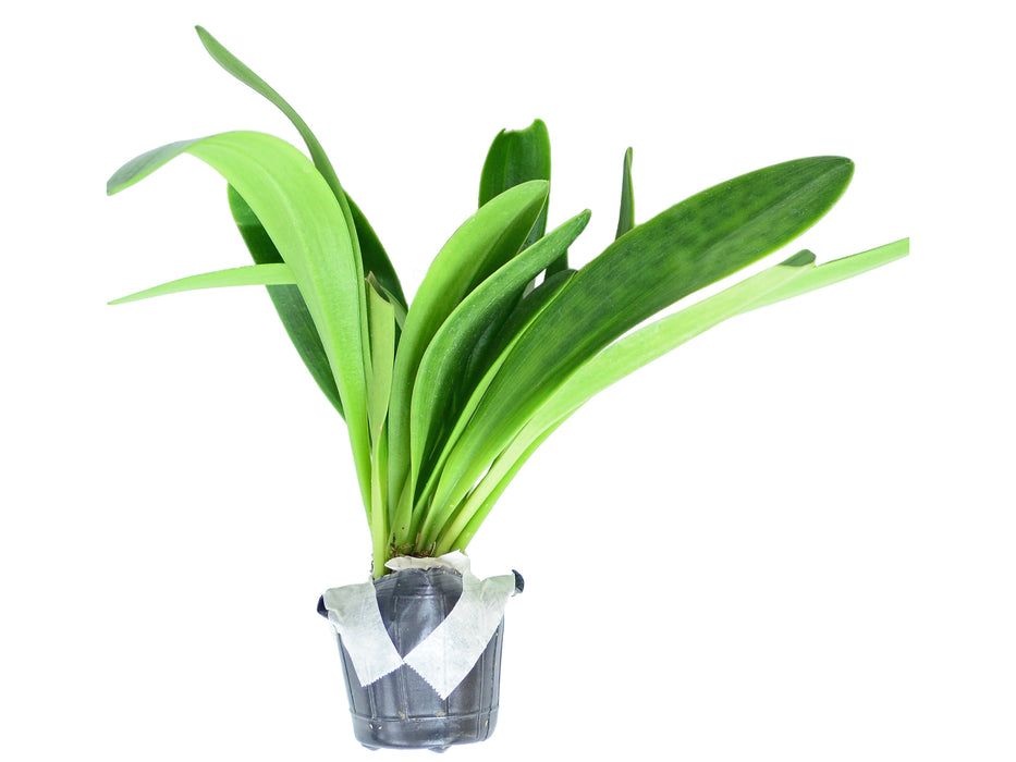 Masdevallia ayabacana