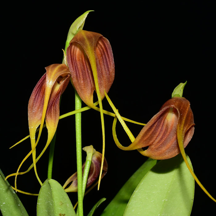 Masdevallia Juanito