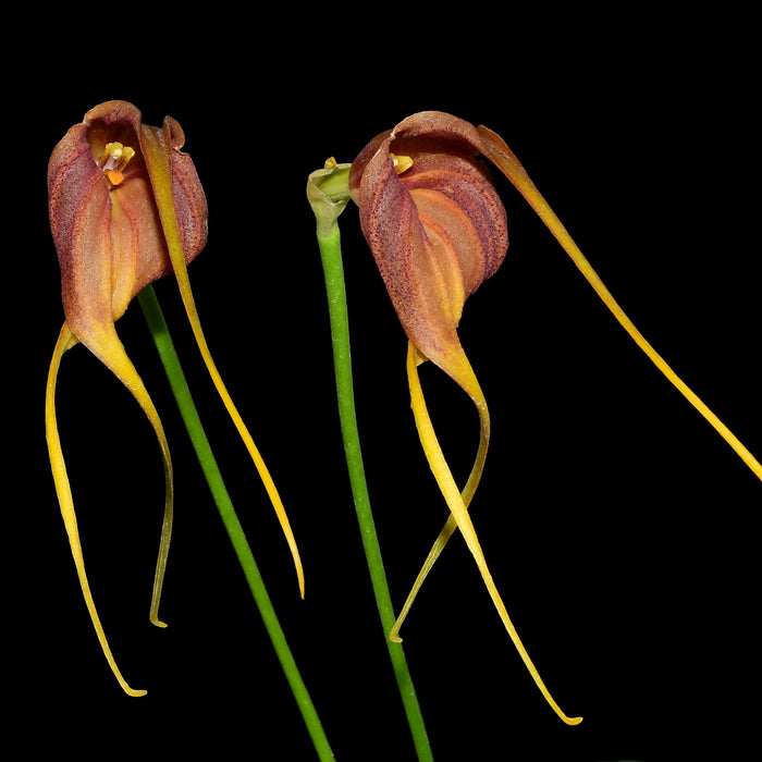 Masdevallia Juanito