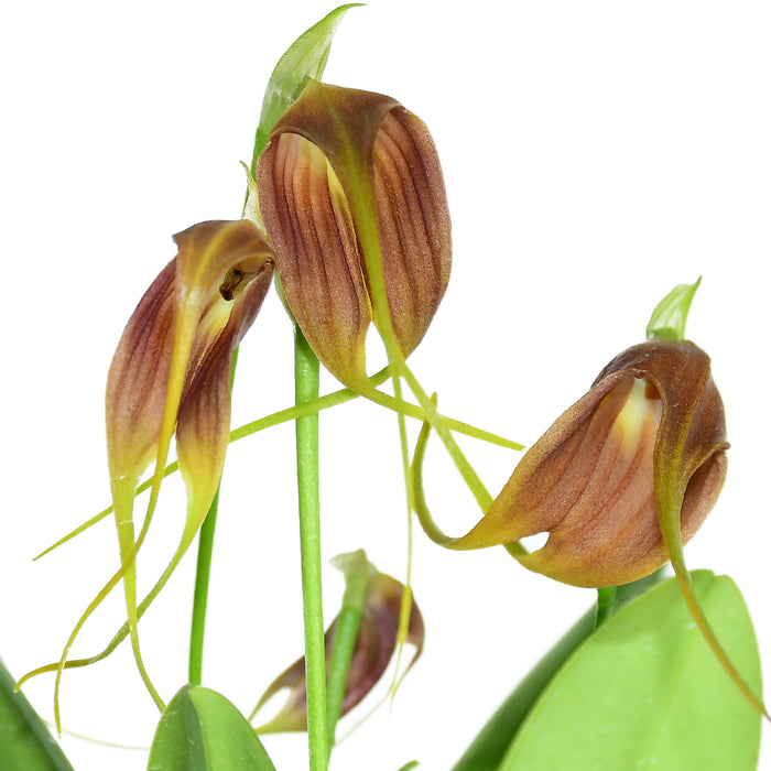 Masdevallia Juanito