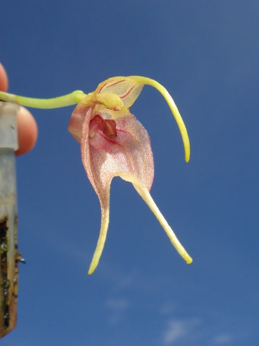 Masdevallia torta