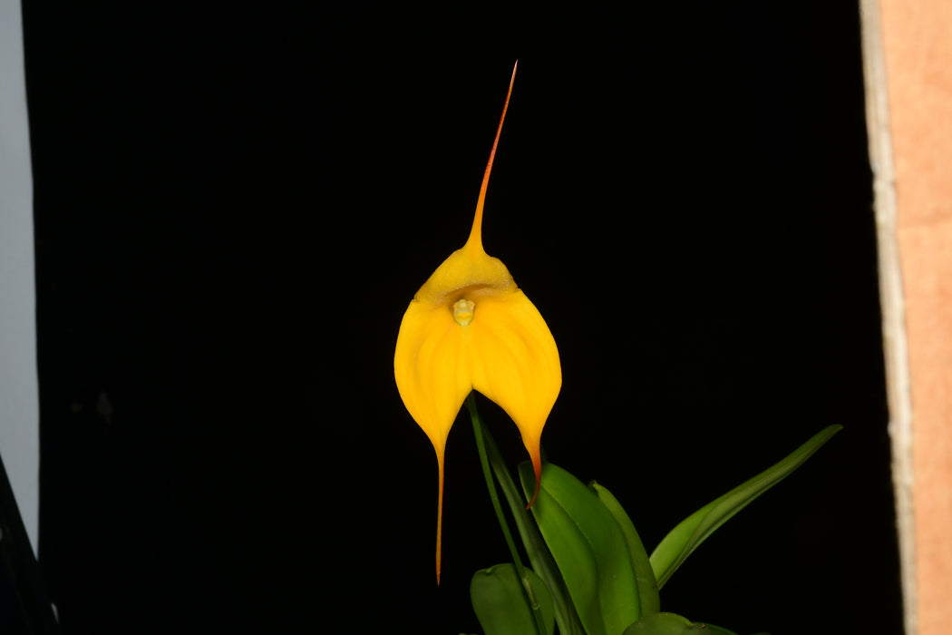 Masdevallia Sunny Angel Lovely Linda x Masd. Macimmes Golden Hgary H12