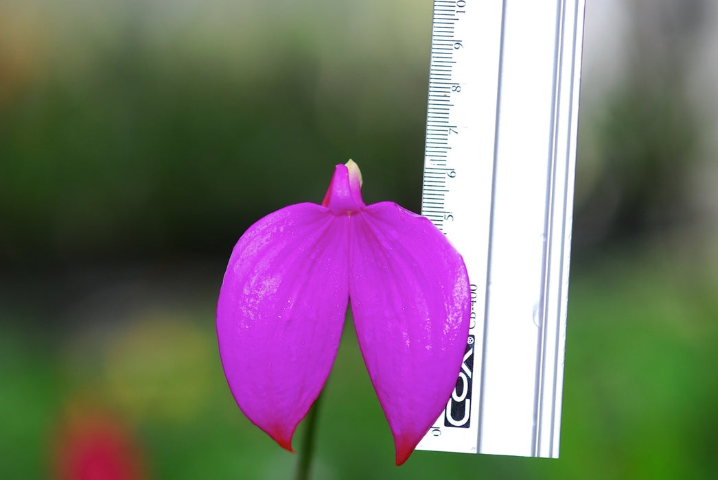 Masdevallia coccinea 'Gigantea'