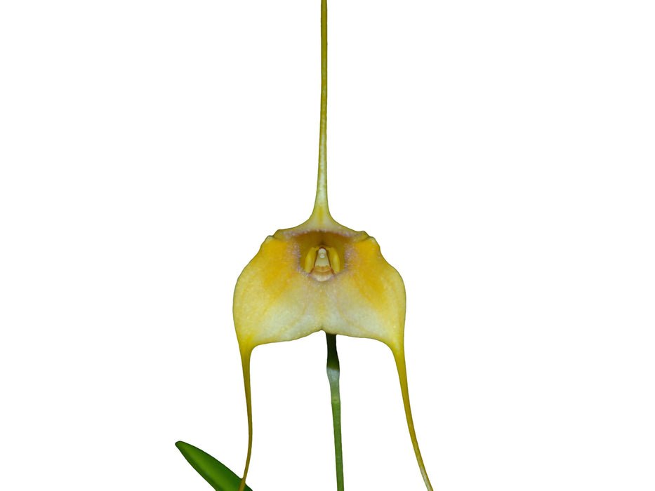 Masdevallia Aidita Tosi