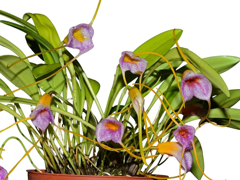 Masdevallia Anai