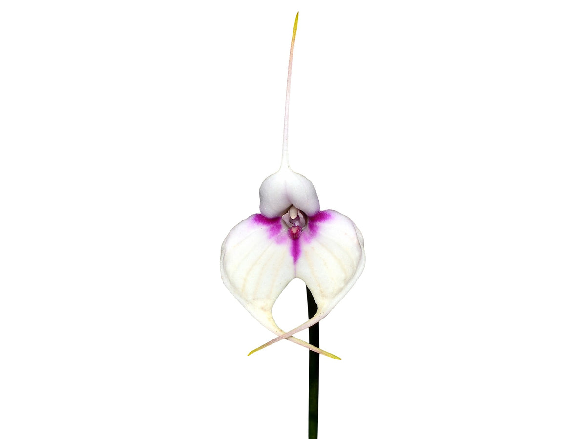 Masdevallia Crystal Follansbee — Ecuagenera USA Corp