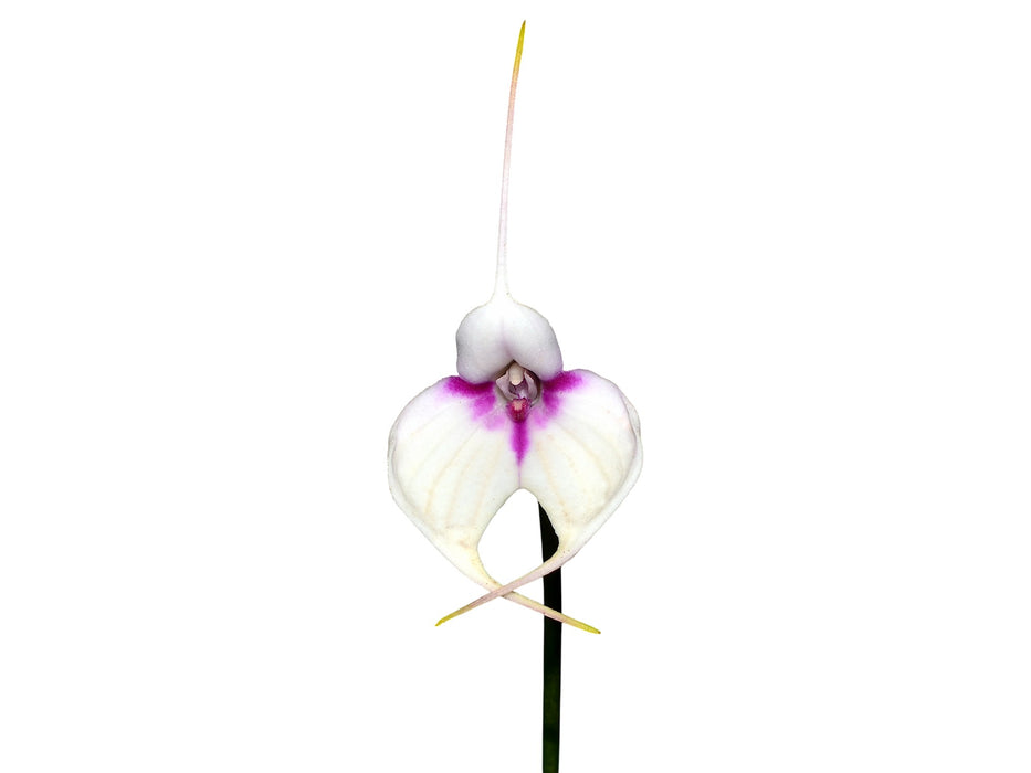 Masdevallia Crystal Follansbee