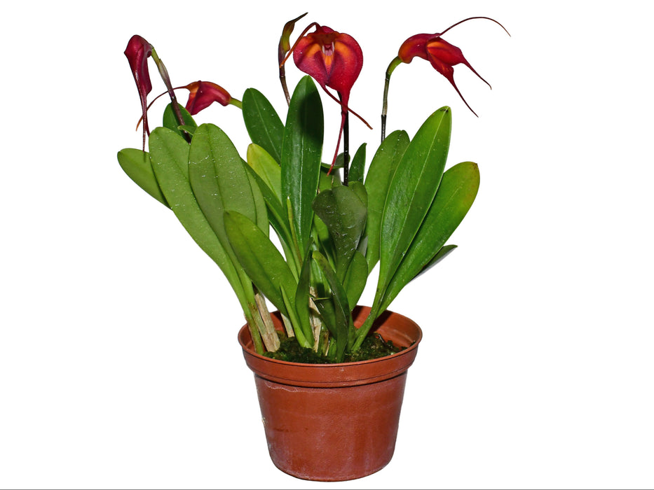 Masdevallia Devil's Heart