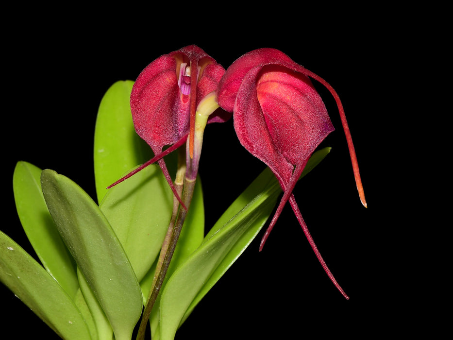Masdevallia Devil's Heart