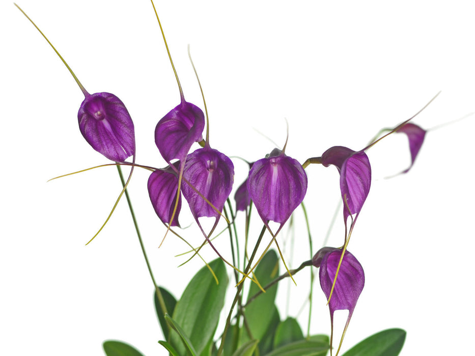 Masdevallia Fuchsia Dawn