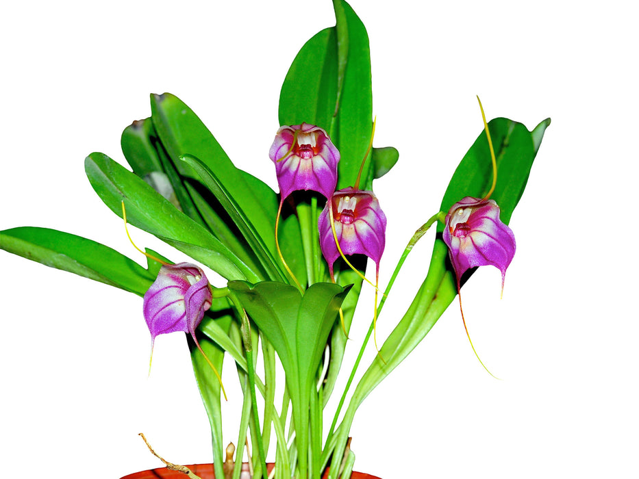 Masdevallia Harlequin 'Ecuagenera'