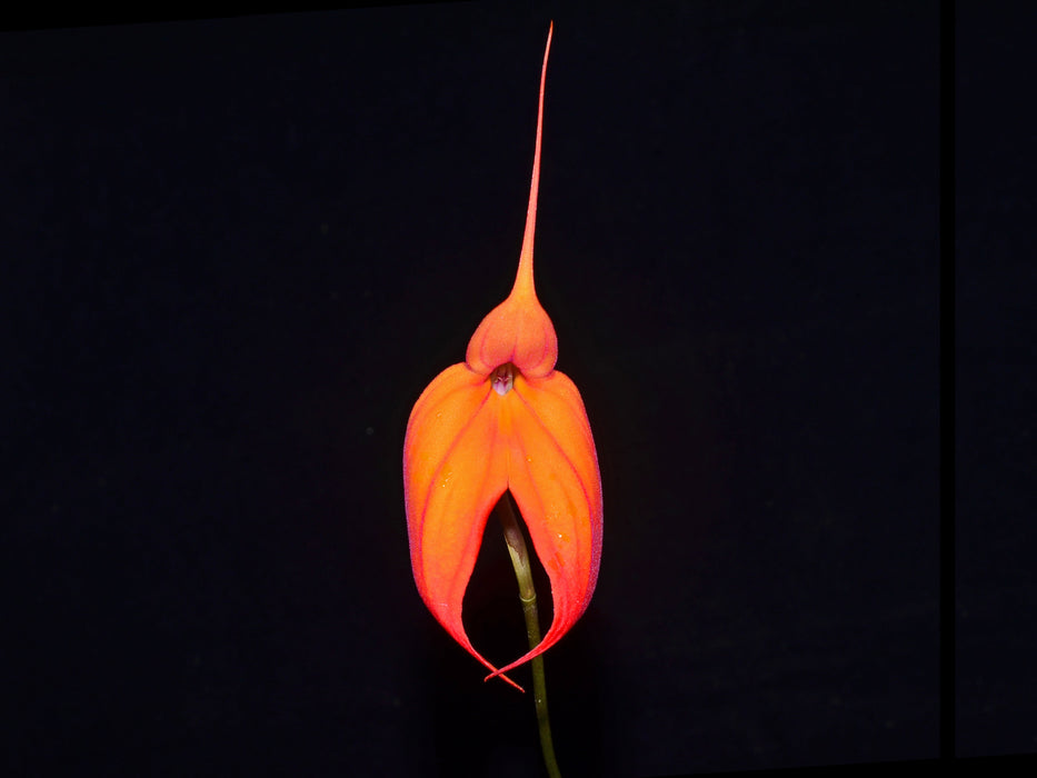 Masdevallia Mundyana