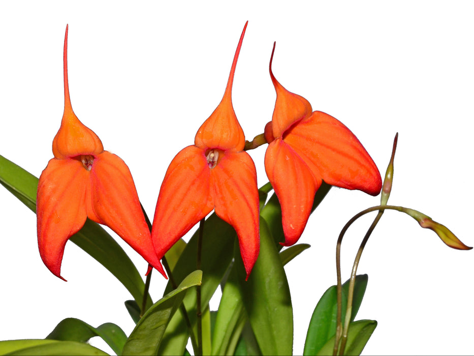 Masdevallia Mundyana
