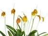 Masdevallia Sol del Medio Dia