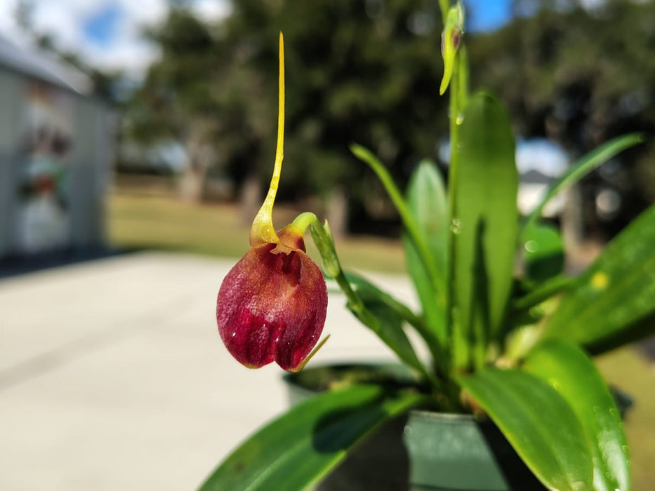 Masdevallia amplexa