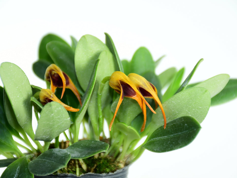 Masdevallia arangoi