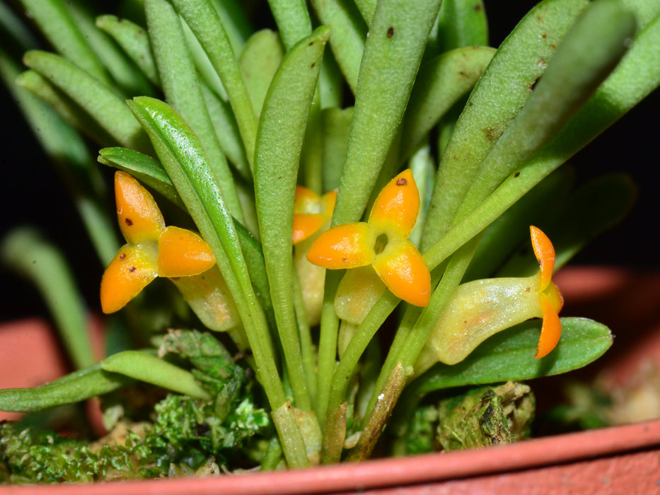 Masdevallia bangii caudas orange