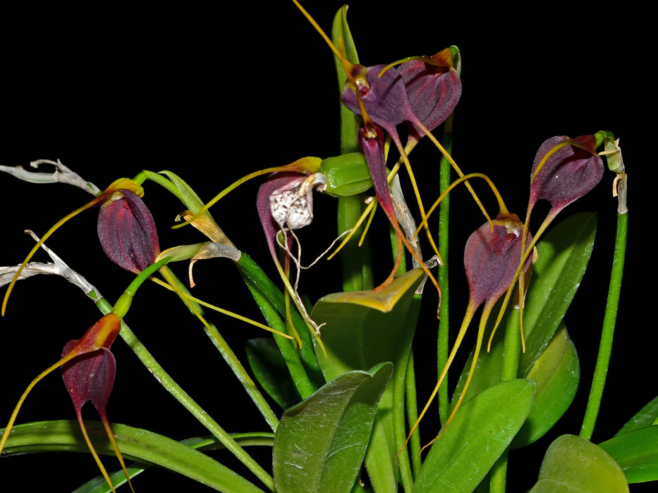 Masdevallia cardiantha