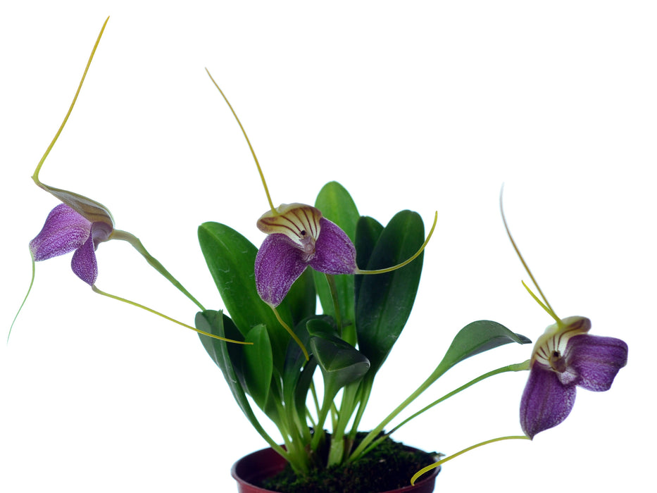 Masdevallia caudata 'dark'