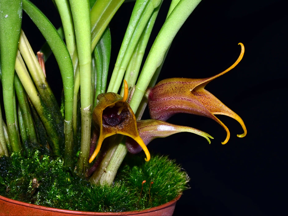 Masdevallia civilis