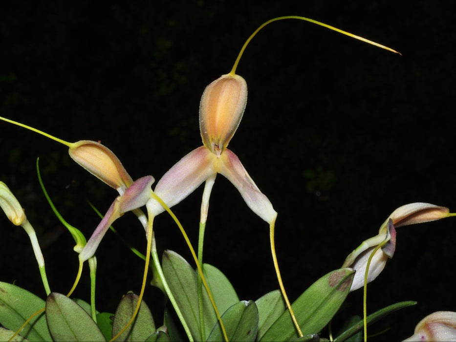 Masdevallia cloesii