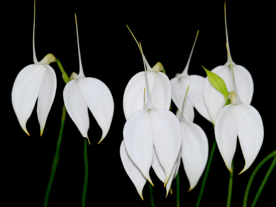 Masdevallia coccinea f. alba