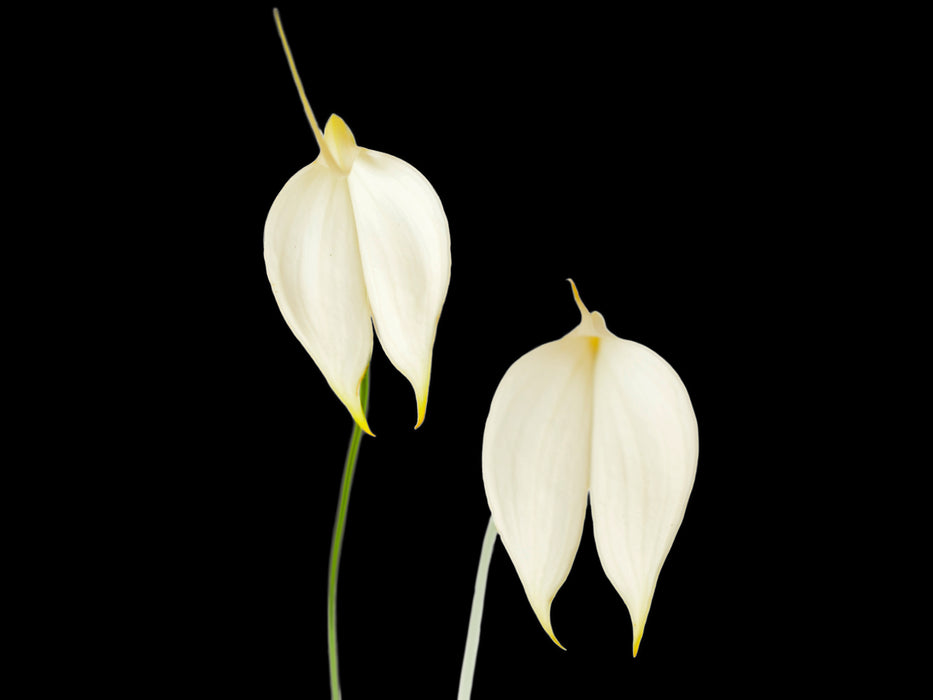 Masdevallia coccinea f. alba