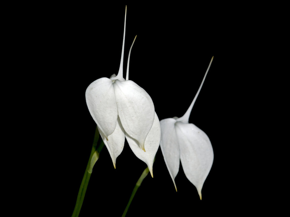 Masdevallia coccinea f. alba