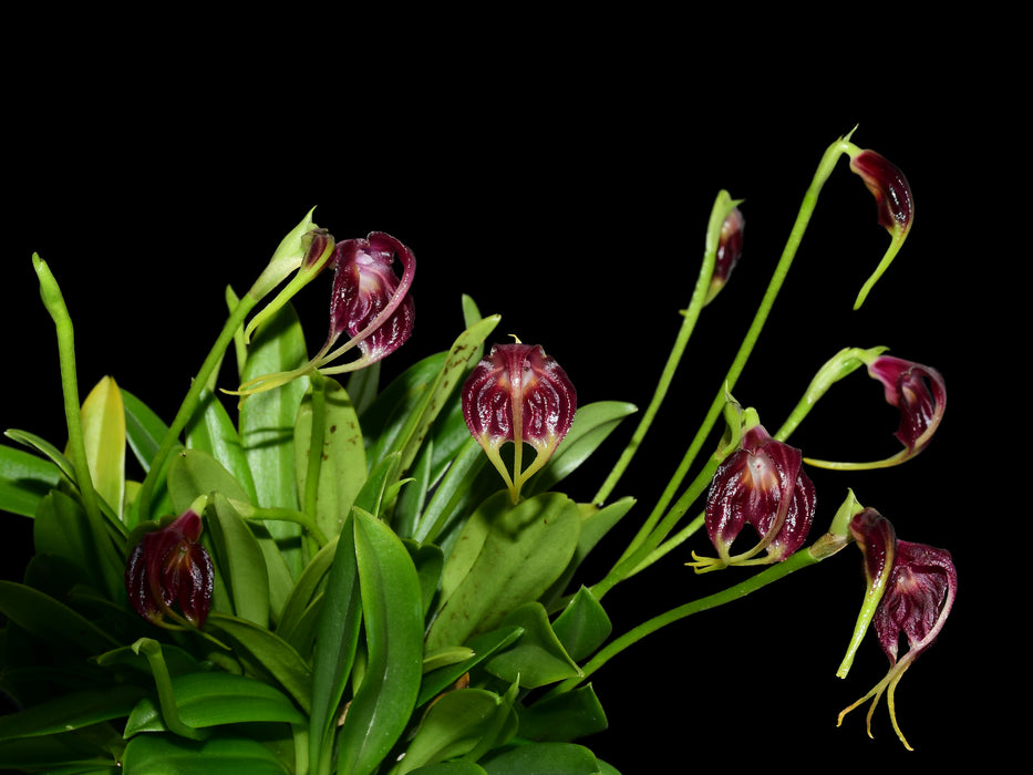 Masdevallia empusa