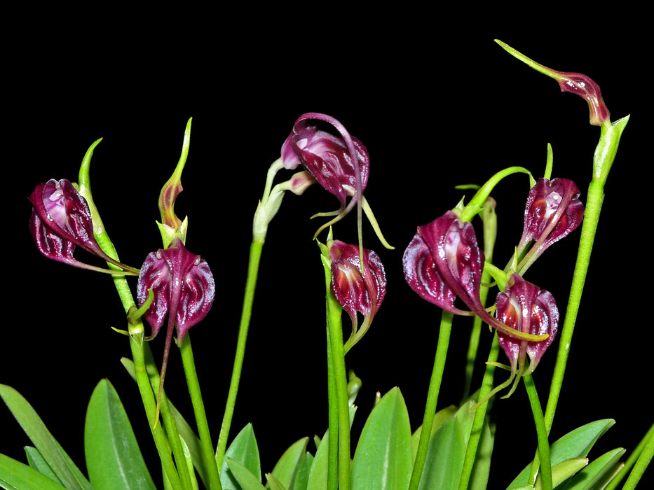 Masdevallia empusa
