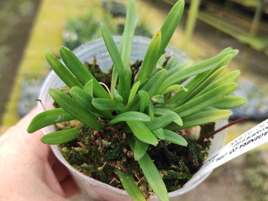 Masdevallia falcago