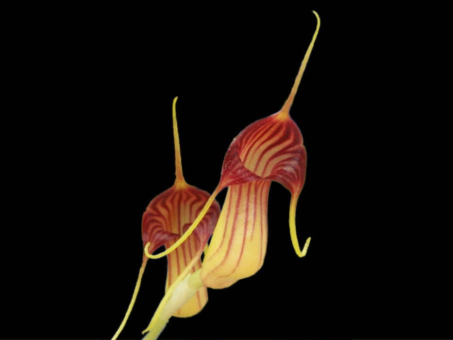 Masdevallia filaria