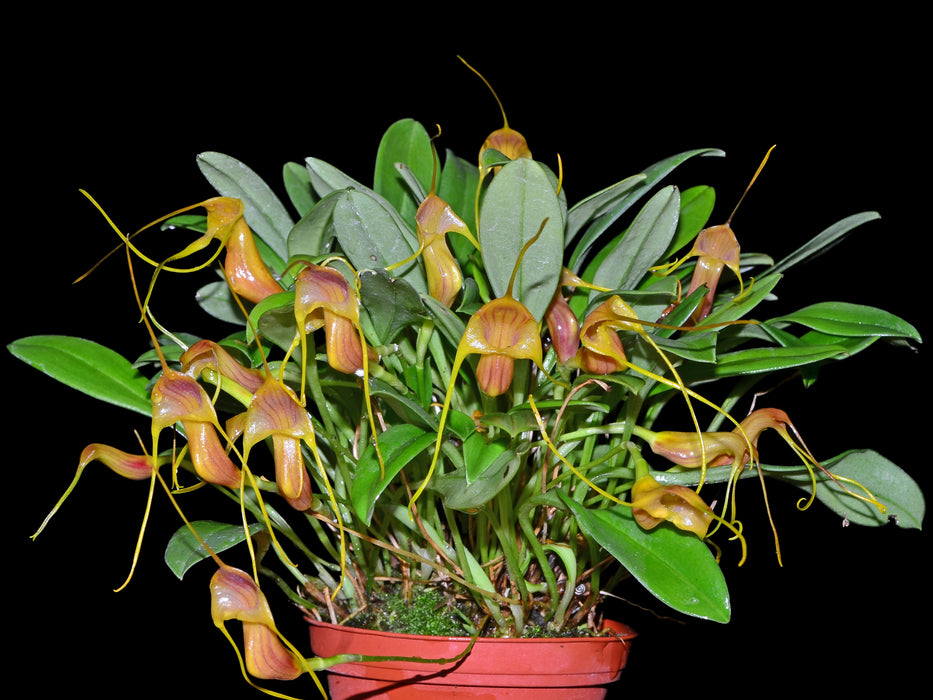 Masdevallia filaria