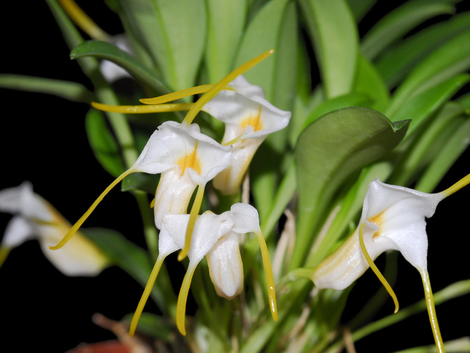Masdevallia fuchsii