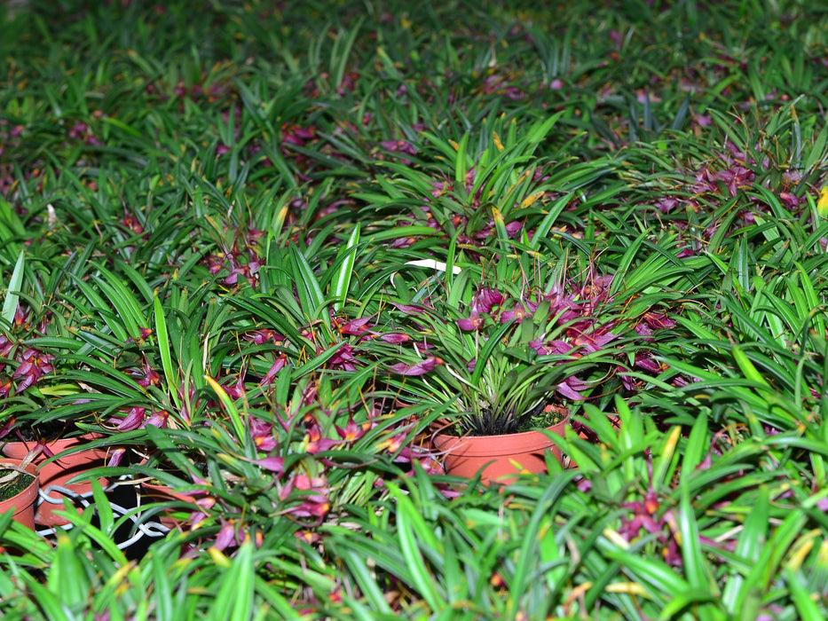 Masdevallia herradurae