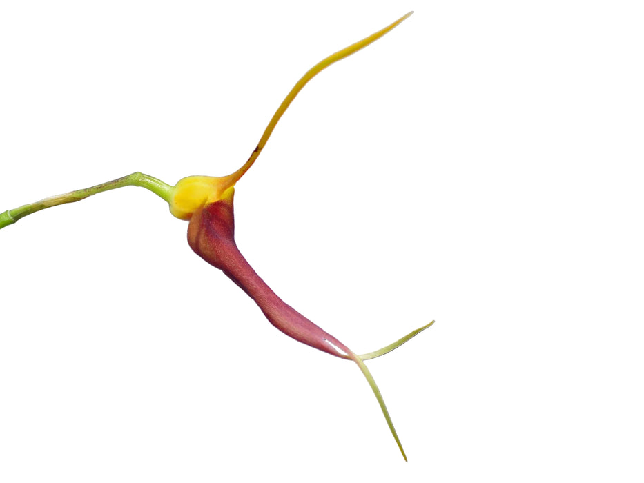 Masdevallia impostor