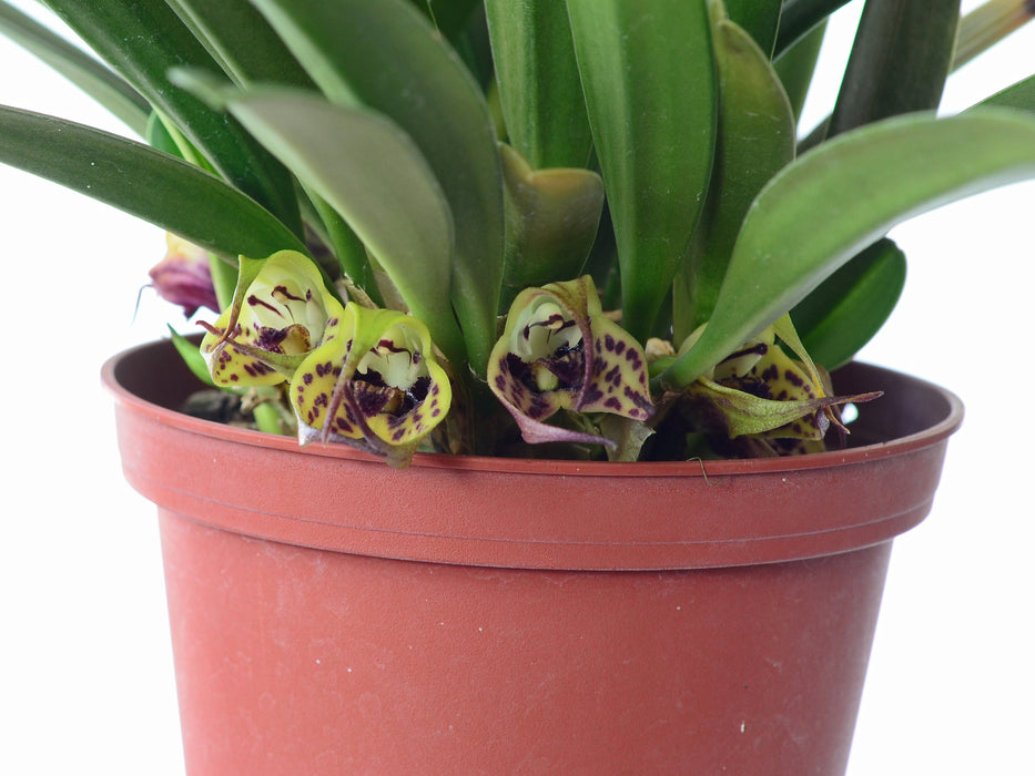 Masdevallia lappifera