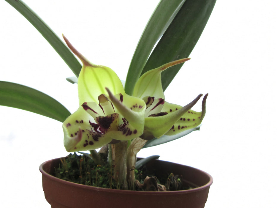 Masdevallia lappifera