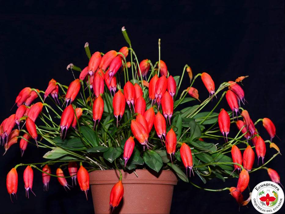 Masdevallia lucernula