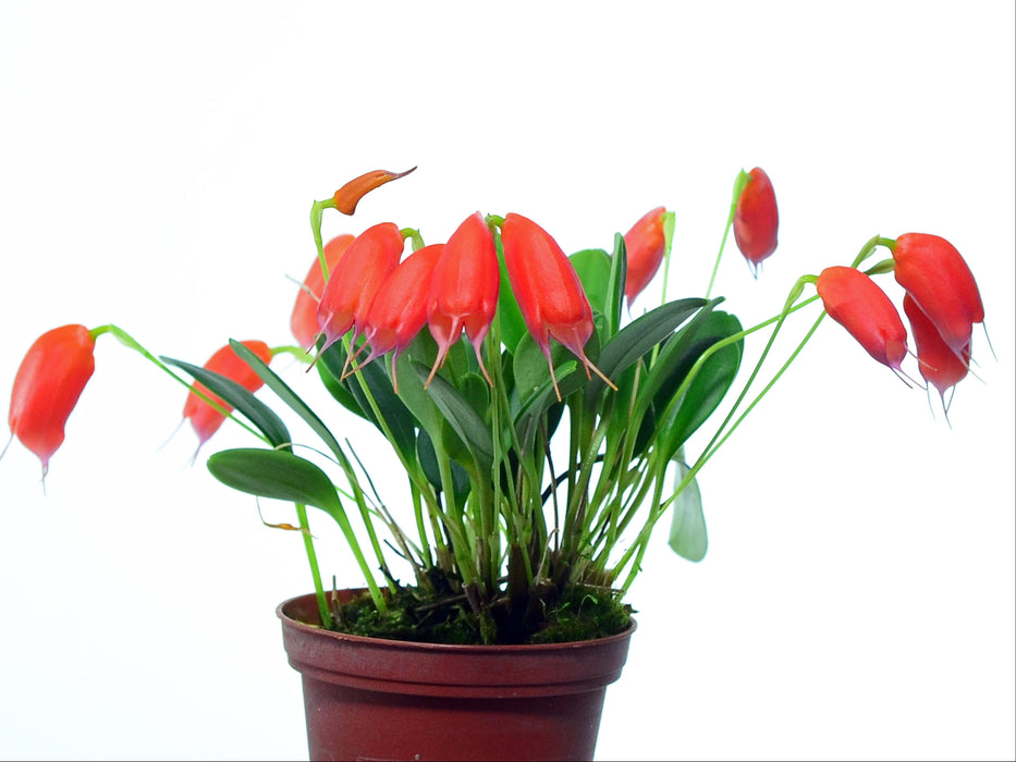Masdevallia lucernula