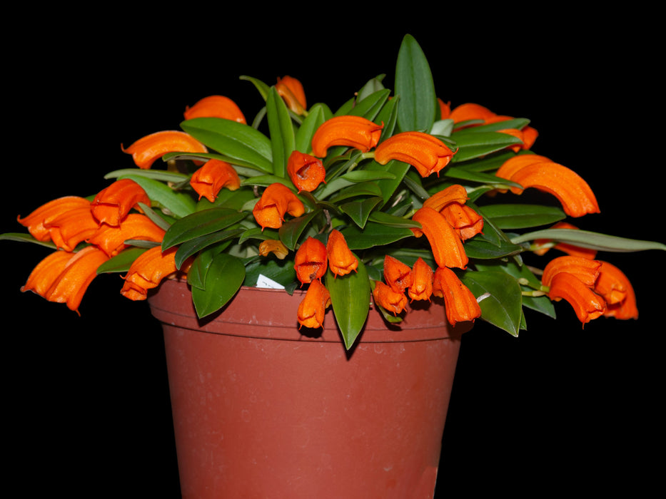 Masdevallia mendozae