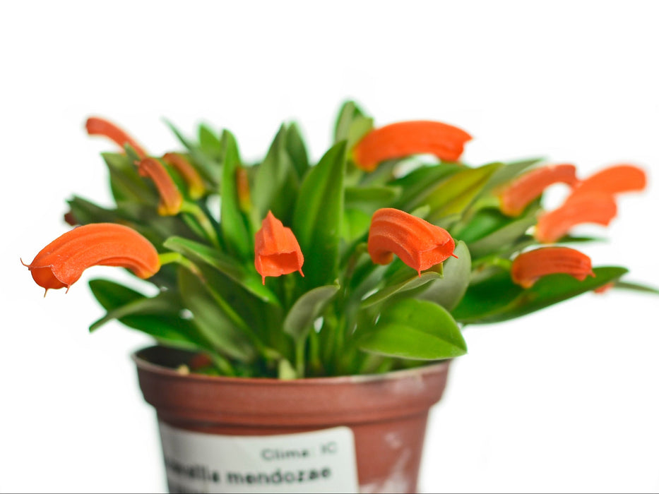 Masdevallia mendozae