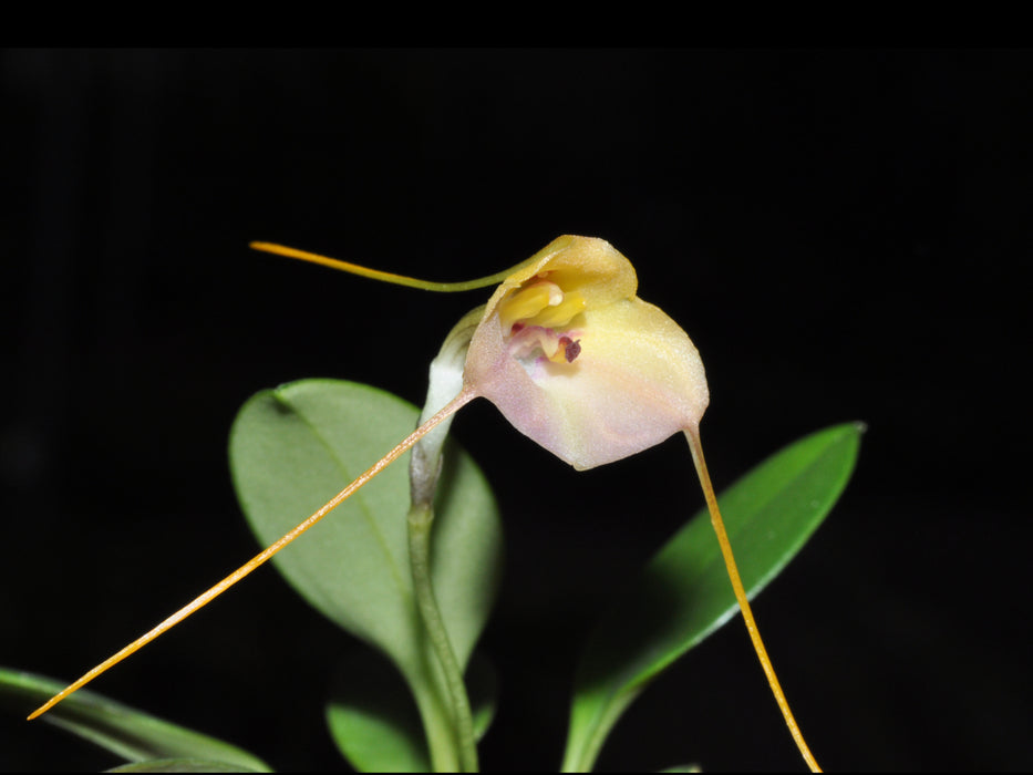 Masdevallia persicina