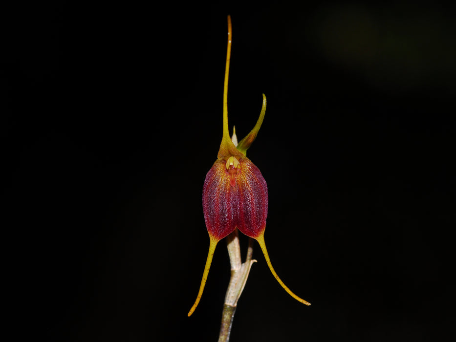 Masdevallia prolixa