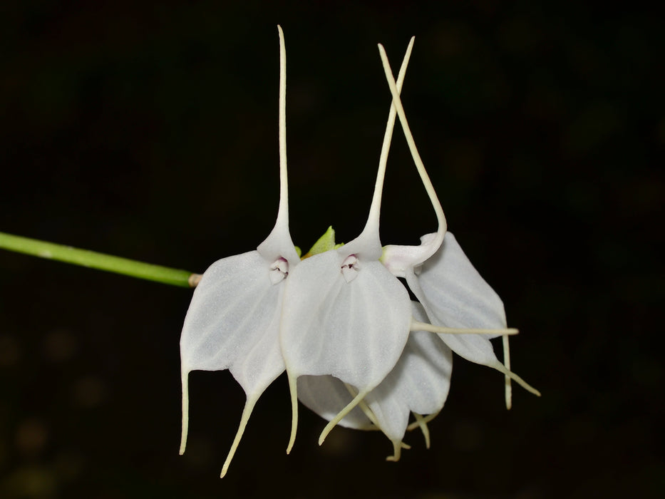 Masdevallia tovarensis