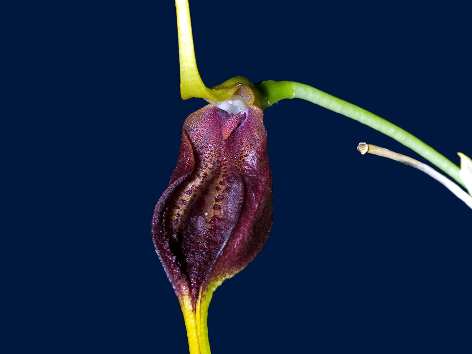 Masdevallia trochilus
