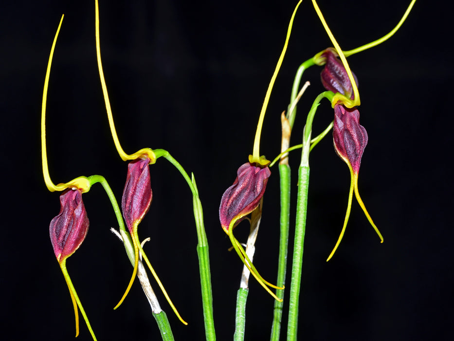 Masdevallia trochilus